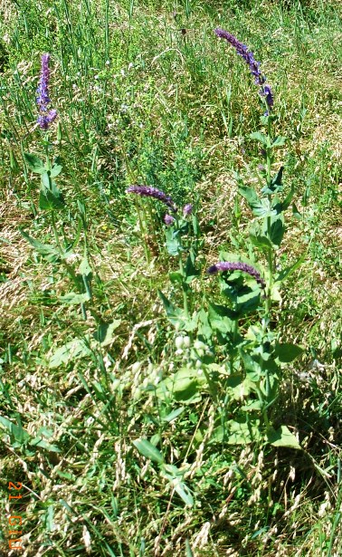 Salvia? - . Salvia  cfr. nemorosa